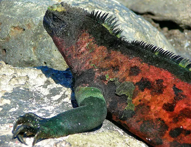 South America – The Galapagos; Marine iguana. (Photo by jasbond007)