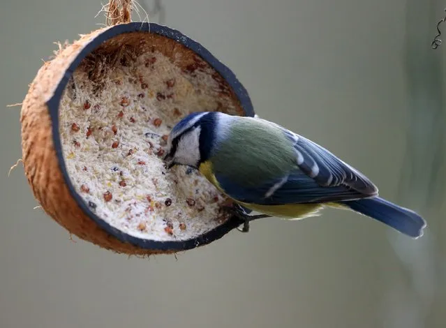 A blue tit eats from a coconut filled with bird food in Essen, Germany, 06 January 2015. Blue tits are among the most common and most recognised bird species. (Photo by Roland Weihrauch/EPA)