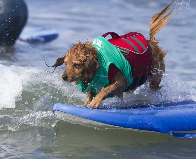 “Antonio the surfing dog”. (Photo and caption by Nathan Rupert)