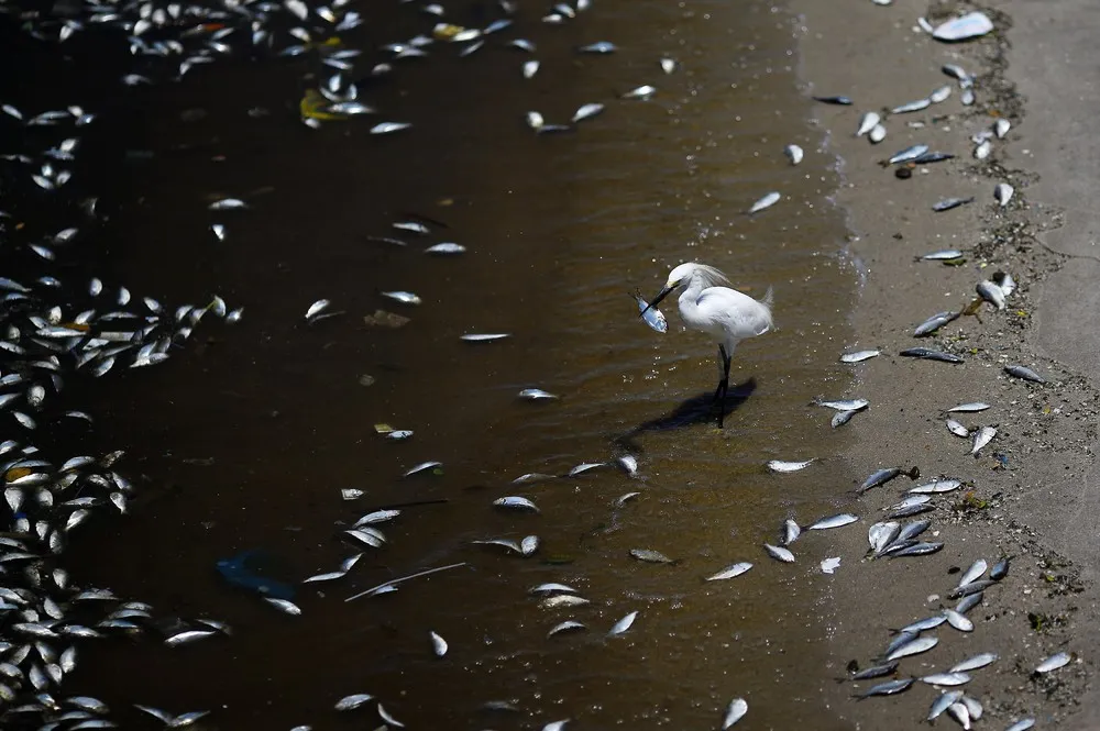 Dead Fish in Rio Olympic Bay