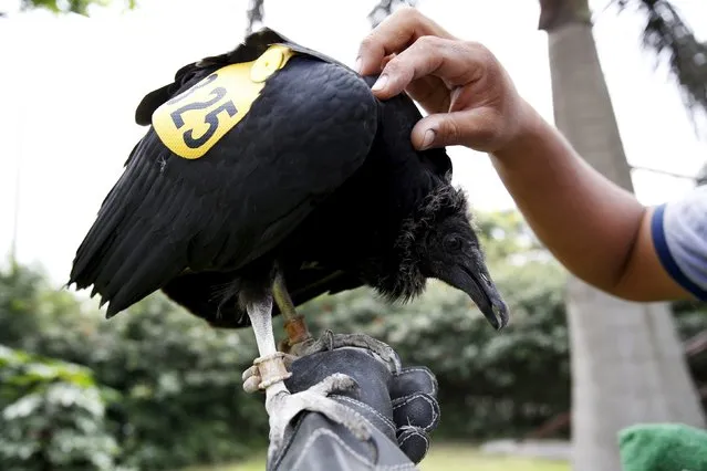 Trainer Victor Valdivia trains a vulture for the “Vultures Detect” programme at Huachipa Zoo in Lima, January 19, 2016. Residents of Lima would be wise to follow the proper guidelines when taking out their trash. Vultures are being equipped with GPS tracking devices and GoPro cameras to help environment officials crack down on illegal waste dumps surrounding the Peruvian capital. (Photo by Mariana Bazo/Reuters)