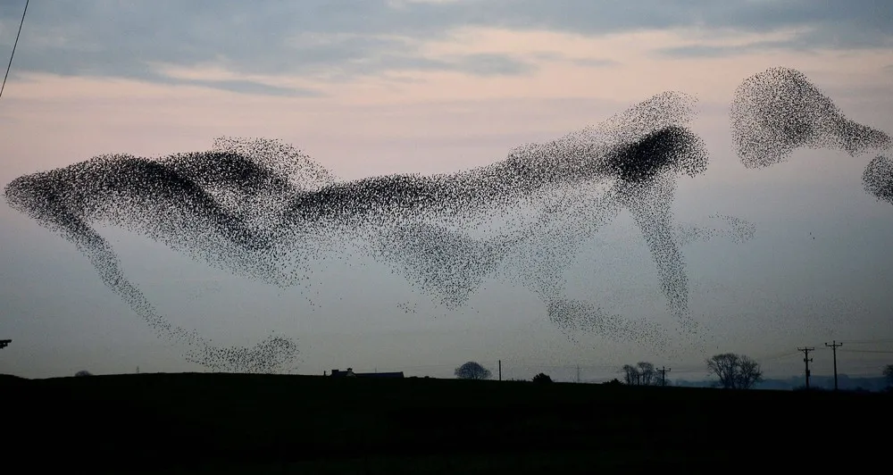 Thousands of Starlings Descend on Rigg, Scotland