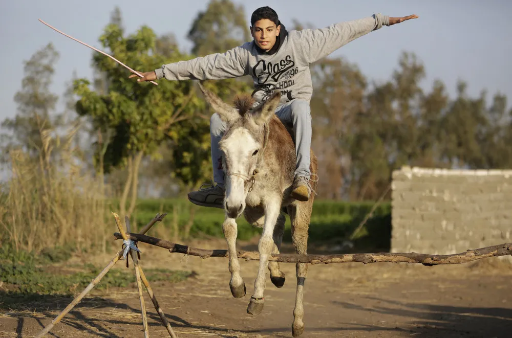 Jumping Donkey