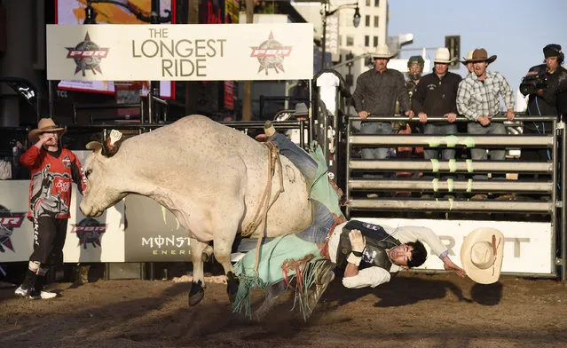 A professional bull rider participates in a bull riding exhibition at the premiere of “The Longest Ride” at the TCL Chinese Theatre on Monday, April 6, 2015, in Los Angeles. (Photo by Chris Pizzello/Invision/AP Photo)