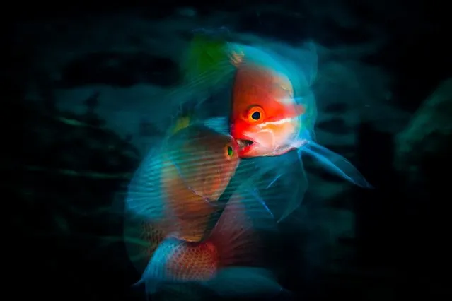 2nd Place, Marine Life Behavior. “The Fight”, Anthias (Pseudanthias squamipinnis) in Tulamben, Bali, Indonesia. (Photo by Anders Nyberg/The Ocean Art 2018 Underwater Photography Competition)