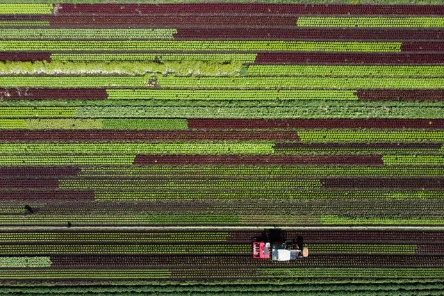 A photo taken with a drone shows a tractor equipped with the prototype of a plant protection robot working on a salad field during the robot's presentation in Galmitz, Switzerland, 01 June 2018. A plant protection robot is currently being developed as part of a pilot project that compared to the conventional method (spray bar) will use 40-70 percent less pesticides. (Photo by Anthony Anex/EPA/EFE/Rex Features/Shutterstock)