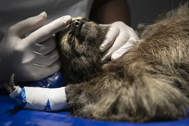 A sloth named Buba, whose paws were burned by an electrical discharge while climbing on high voltage wires, is soothed as she undergoes surgery at the Instituto Vida Livre, in Rio de Janeiro, Brazil, Wednesday, December 20, 2023. The non-profit group which cares for and rehabilitates injured wild animals found around Rio, says that in the past year they have treated more than 40 animals that have been injured while climbing on power grid cables. (Photo by Bruna Prado/AP Photo)