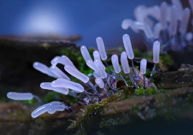 These may look like alien creatures from another planet, but the odd organisms are, in fact, colorful, microscopic life forms found in our forests. The bizarre slime molds, known as mycetozoa or fungus animals, were captured by geologist Valeriya Zvereva. (Photo by Valeriya Zvereva/Caters News)