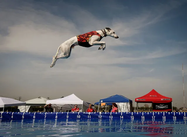 World record holder “Cochiti” the Whippet leaps into the water to record the distance of his jump during the Dock Dogs West Coast Challenge in Bakersfield, California on February 26, 2016. The current world record is 31 feet (9.4 meters). Dock Diving is a sport where agile dogs compete for prizes by jumping for distance from a dock into a pool of water. (Photo by Mark Ralston/AFP Photo)