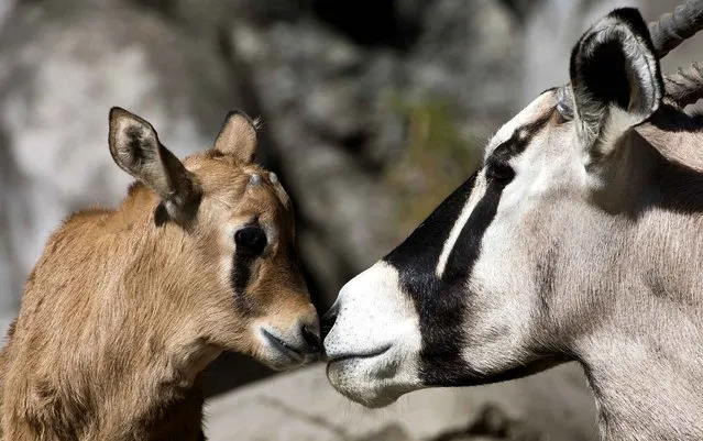 The first gemsbok (Oryx gazella) cub born in captivity ten days ago, stays next to its mother at the Chapultepec zoo in Mexico City on January 09, 2014. (Photo by Omar Torres/AFP Photo)