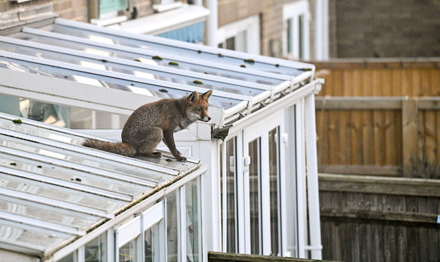 An urban fox stops to have a look around on the roof of a household conservatory in Brighton, UK early January 2024. (Photo by Simon Dack News/Alamy Live News)