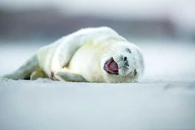 The adorable moment a baby seal lies laughing on a sandy island. With his mouth wide open and eyes squeezed shut this cute pup looks like hes having a big belly laugh at his remote island home. (Photo by Caters News)