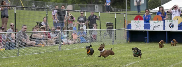 Dogs vie for top honors in this year's race as 13 different heats determined the finals. The 18th Annual Buda County Fair and Weiner Dog Races was held at city park in Buda Sunday April 26, 2015 sponsored by the Lions Club. (Photo by Ralph Barrera/Austin American-Statesman)