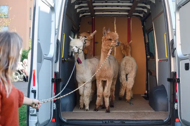 Michelle Dinter (L), specialist for animal-assisted intervention, encourages the alpacas to get out of the van in Rudolstadt, Germany on September 23, 2021. Alpacas and llamas visit the residents of the retirement home in Rudolstadt. With the animals, animal-protected promotion and therapy is possible. (Photo by Vogl Daniel/dpa)