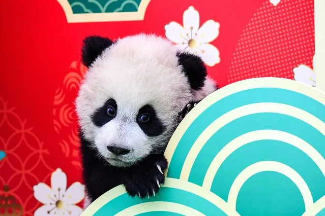 This photo taken on February 4, 2024 shows a panda cub playing with festive decorations at the Shenshuping breeding base of Wolong National Nature Reserve in Wenchuan, in China's southwestern Sichuan province, ahead of the Lunar New Year of the Dragon on February 10. (Photo by AFP Photo/China Stringer Network)