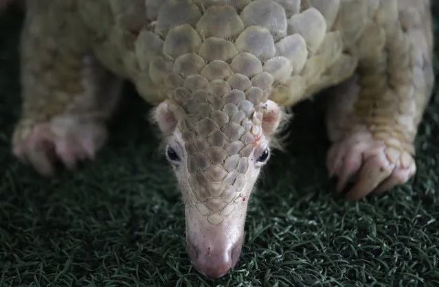 In this August 31, 2017, file photo, one of over 100 pangolins and 450 kg (992 lb.) of pangolin scales seized buy the Thailand customs, estimated to be worth over 2.5 million baht (USD $75,278), are displayed during a press conference at the Customs Department headquarters in Bangkok, Thailand. Singapore has seized a total of 25 tons of pangolin scales belonging to tens of thousands of endangered mammals in two busts in less than a week. The scales, which were en route from Nigeria to Vietnam, were found in 474 bags in a shipping container on Monday, April 8, 2019. (Photo by Sakchai Lalit/AP Photo/File)