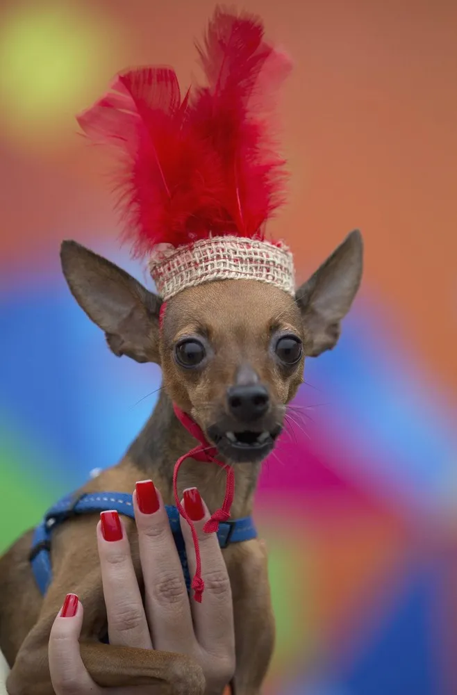 Dogs Have their Day at Rio Pre-Carnival Party
