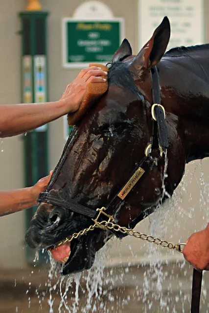 Kentucky Derby winner American Pharoah gets a bath outside Barn 33 following a jog on the track at Churchill Downs in Louisville, Ky., Thursday, May 7, 2015. American Pharoah is continuing his training at Churchill Downs before going to Baltimore for next weekend's Preakness Stakes horse race. (Photo by Garry Jones/AP Photo)
