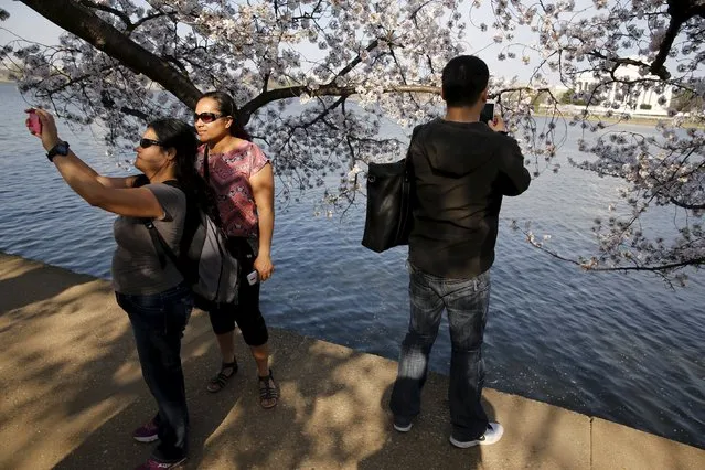 Visitors stop to take pictures as they walk along the Tidal Basin to look at the cherry blossoms in Washington March 24, 2016 (Photo by Jonathan Ernst/Reuters)