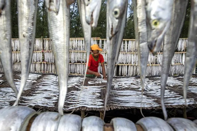 Workers in Cox’s Bazar, Bangladesh, hang fresh fish on bamboo frames to dry in the sun on October 24, 2021. The 300-acre site is the largest dry fish plant in the country and employs 5,000 people laying out millions of fish. (Photo by Azim Khan Ronnie/Solent News)