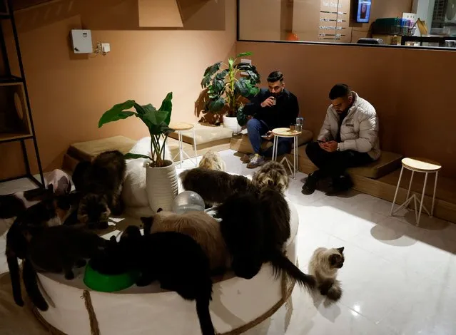 Men sit in a special cafe with cats, which is the first of this kind in the city of Erbil, that allows customers to play with cats, and helps to raise and not harm them, in Erbil, Iraq, on February 26, 2024. (Photo by Khalid Al-Mousily/Reuters)