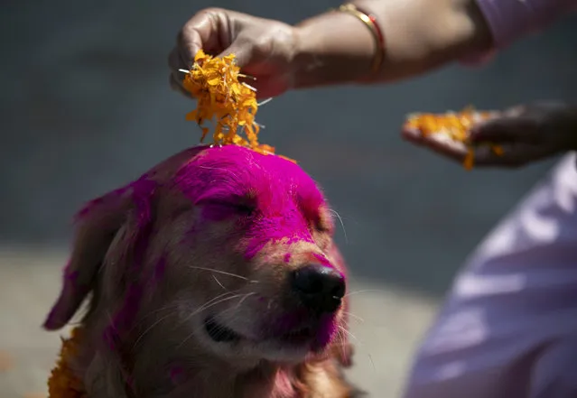 A Nepalese woman puts marigold petals on a police dog during Tihar festival celebrations at a kennel division in Kathmandu, Nepal, Wednesday, November 3, 2021. Dogs are worshipped to acknowledge their role in providing security during the second day of Tihar festival, one of the most important Hindu festivals that is also dedicated to the worship of Hindu goddess of wealth Laxmi. (Photo by Niranjan Shrestha/AP Photo)