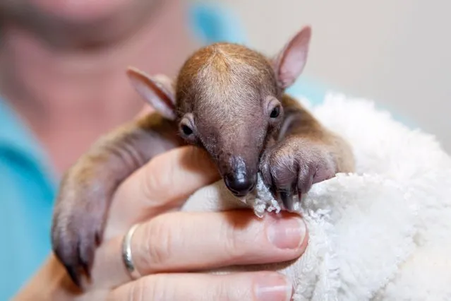 A newborn tamandua baby is alive and doing well at Denver Zoo thanks to the dedication of zookeepers and veterinarians as the baby's mother learns her new role. Southern tamandua Rio gave birth to her first offspring on March 7, 2014. Zookeepers believe the baby is female and named her “Cayenne”. (Photo by Charlotte Bassin/Denver Zoo)