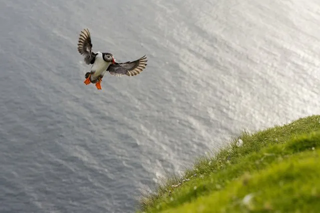 “Atlantic Puffin Landing at Hermaness, Shetland”. An Atlantic Puffin returns to its summer nesting site for the evening after feeding at sea. Photo location: Hermaness Nation Nature Reserve, Shetland, United Kingdom. (Photo and caption by Jack Breadmore/National Geographic Photo Contest)