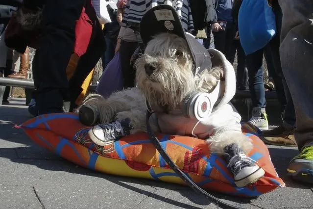 A dog rests on a pillow while people celebrate International Pillow Fight Day at Washington Square Park in New York April 5, 2014. (Photo by Eduardo Munoz/Reuters)