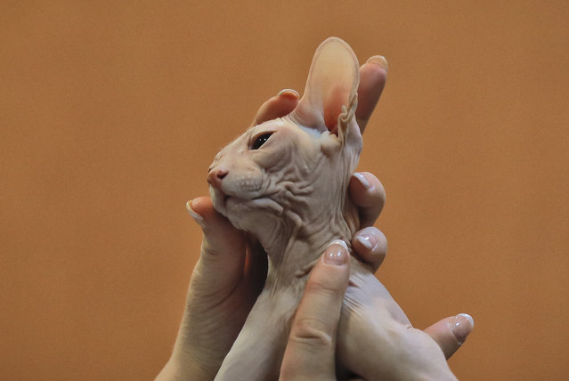 In this Sunday, March 12, 2017, a Don Sphinx cat is examined by a judge, in Bucharest, Romania. (Photo by Vadim Ghirda/AP Photo)