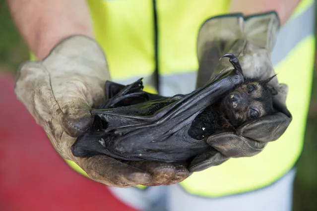 Far North Queensland Wildlife Rescue worker Vicki Shephard holds a perished spectacled flying fox that dropped from an inner-city colony during a heatwave in Cairns, Australia. (Photo by Marc McCormack/AAP)