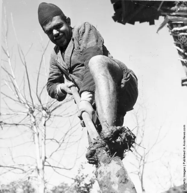 1955:  A man using a sharp spade to mix straw with clay-like mud to build building blocks for houses in Iran