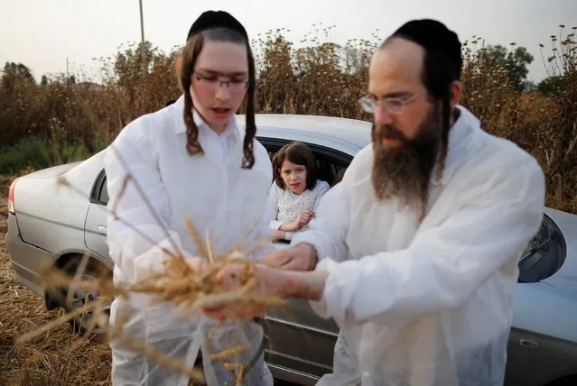 Ultra-Orthodox Jewish men collect harvest wheat in the Ultra-orthodox moshav of Komemiyut  May 3, 2016. (Photo by Amir Cohen/Reuters)