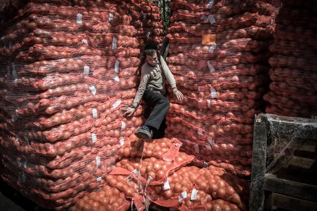 Young Ultra-Orthodox Jews comes out of sacks of onion during food distribution in the Mea Shearim neighborhood of Jerusalem, Israel, 05 April 2017. The food is provided by charity organizations for people in need ahead of the Jewish holiday of Passover, one of Judiasm's most important holidays, commemorates the Jewish exodus from ancient Egypt and their wandering in the desert on their way to Israel, and is celebrated with the “Seder”, or Passover dinner. (Photo by Abir SultanEPA)
