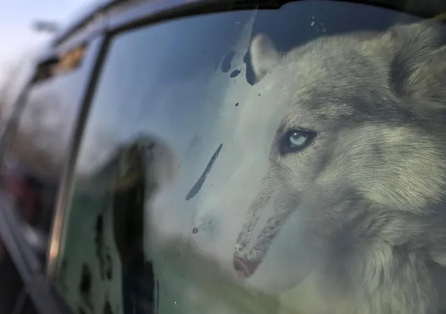A Siberian Husky dog looks through a car glass during a sled dog racing competition in the Omsk region, Russia on February 5, 2022. (Photo by Alexey Malgavko/Reuters)