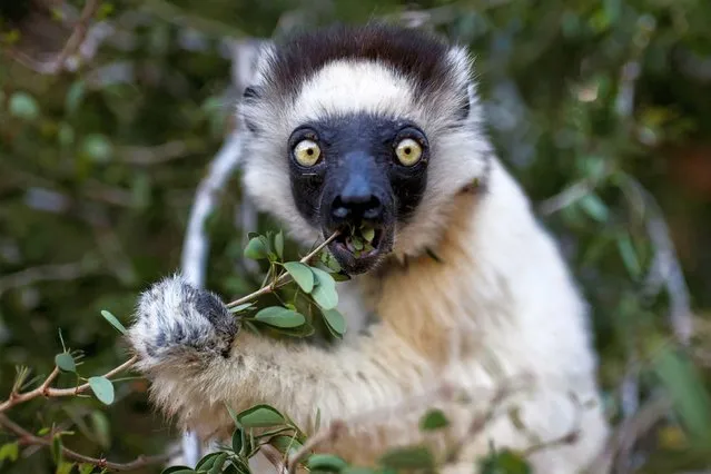 A sifaka lemur eats leaves at the Berenty Reserve in Toliara province, Madagascar, February 15, 2022. (Photo by Alkis Konstantinidis/Reuters)