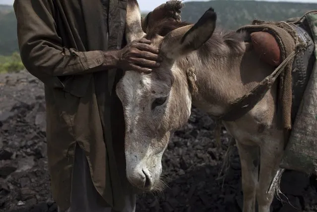 A miner pats his donkey at a coal mine in Choa Saidan Shah in Punjab province May 5, 2014. (Photo by Sara Farid/Reuters)