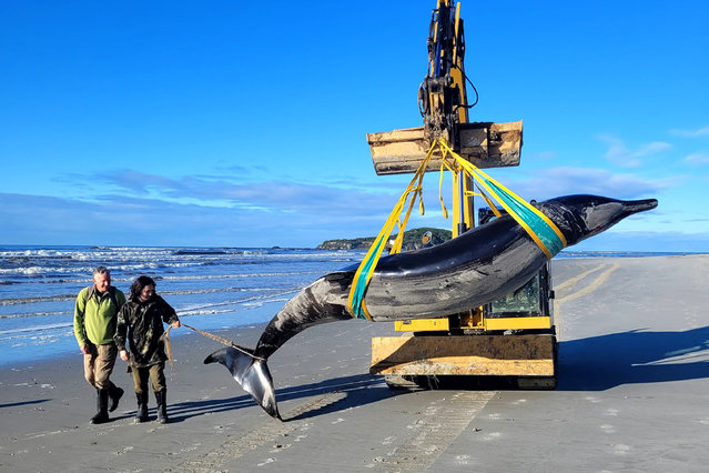 A handout photo taken on July 5, 2024 and received on July 16 from the New Zealand Department of Conservation shows rangers Jim Fyfe (L) and Tumai Cassidy walking beside what appears to be the carcass of a rare spade-toothed whale after it was discovered washed ashore on a beach near Taieri Mouth in New Zealand's southern Otago province. The species is so rare, it has never been seen alive. (Photo by New Zealand Department of Conservation/AFP Photo)