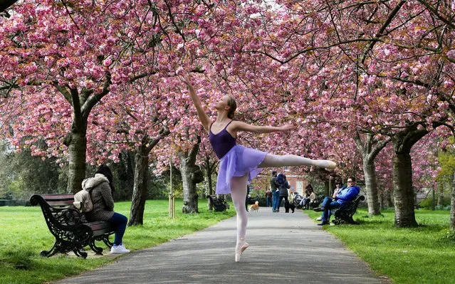 Milly Collison doing ballet under the cherry blossom trees which are now in full bloom in Greenwich Park, in South East London, England on April 14, 2019. The weather forecast is set to be warmer for the Easter weekend. (Photo by Dinendra Haria/Alamy Live News)