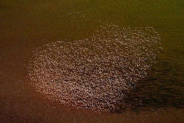 The Art of Ecology category winner: For the love of Flamingos by Peter Hudson (Penn State University), taken over Lake Magadi, Kenya. “A flock of flamingos fly high over Lake Magadi in a heart shape. Flamingos are all legs and necks but at the same time graceful and fascinating and I admit I have a deep passion for them, so I was thrilled when, flying high over Lake Magadi, I watched this flock form themselves in to a heart shape”. (Photo by Peter J. Hudson/2019 British Ecological Society Photography Competition)