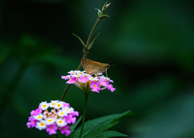 A dark small-branded swift butterfly extracted nectar from the colorful wildflower Lantana (Lantana camara) at Tehatta, West Bengal, India on May 15, 2023. The dark small-branded swift (Pelopidas mathias) or small-branded swift or lesser millet skipper or black-branded swift, is a butterfly belonging to the family Hesperiidae. It is found throughout much of south, southeast, and East Asia, and as far as the Philippines. It is also present in tropical Africa and Arabia. This butterfly is considered a pest to rice-growing cultures; newly hatched caterpillars are especially voracious in eating young seedlings. (Photo by Soumyabrata Roy/NurPhoto via Getty Images)