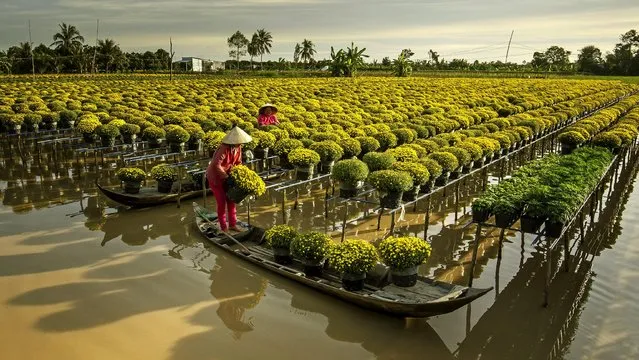 Workers use small boats to tend to daisies and chrysanthemums, which are planted above the water on stands during the rainy season in the Sa Dec flower village in Vietnam last decade of January 2022. (Photo by Do Tuan Ngoc/Solent News)