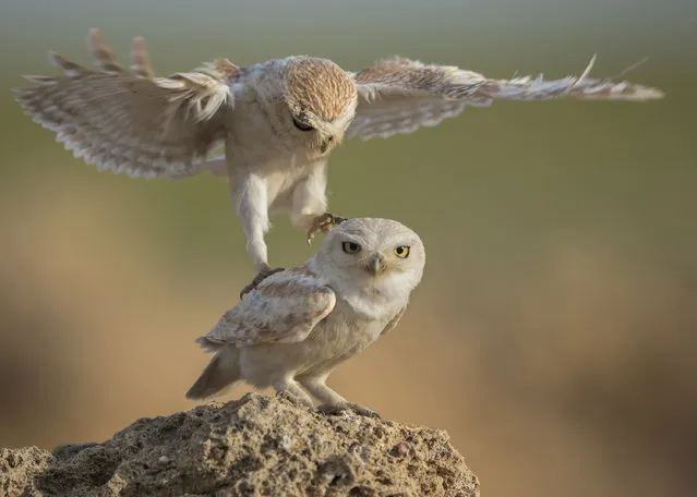 “Wooing Owls”. Swooping in for a mating session. Photo location: Qatar. (Photo and caption by Mohsen Jaafer/National Geographic Photo Contest)
