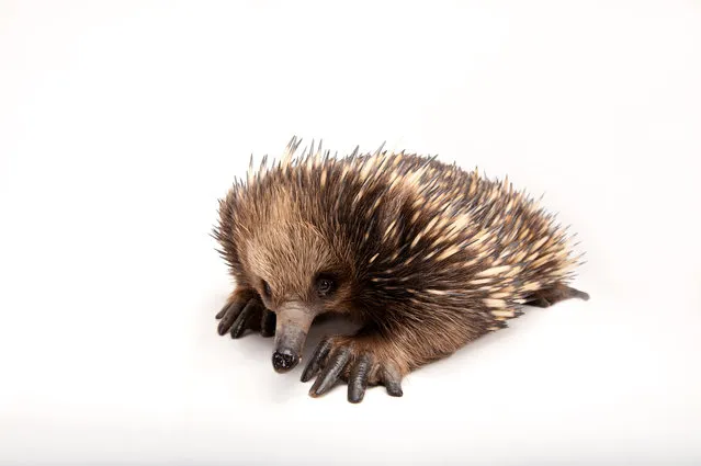 Short-nosed echidna. This species is found around Australia and in Papua New Guinea and Indonesia. An echidna’s body is covered with spines about five centimetres long, with fur growing between the spines. They eat ants, termites, grubs and worms, and use their forepaws to dig into ant nests and their fast-moving tongues, which are covered with sticky mucus, to trap the ants. Echidnas can live in most habitat types including bush, savannah, arid and semi-arid areas and rainforest.Echidna species and the platypus are the only animals in the monotremata order: mammals that lay eggs. (Photo by Joel Sartore/National Geographic Photo Ark/The Guardian)