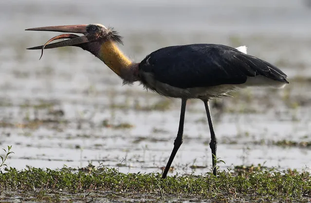 A greater adjutant stork gulps a snake in a wetland in Pobitora wildlife sanctuary on the outskirts in Gauhati, India, Sunday, January 12, 2020. (Photo by Anupam Nath/AP Photo)