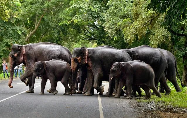 A herd of elephants cross a road that passes through the flooded Kaziranga National Park in the northeastern state of Assam, India, July 12, 2017. (Photo by Anuwar Hazarika/Reuters)