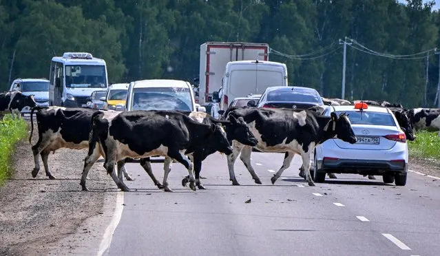 A herd of cows crosses a road near a farm in the village of Lyubuchany some 45 kilometres outside Moscow on June 2, 2022. (Photo by Yuri Kadobnov/AFP Photo)