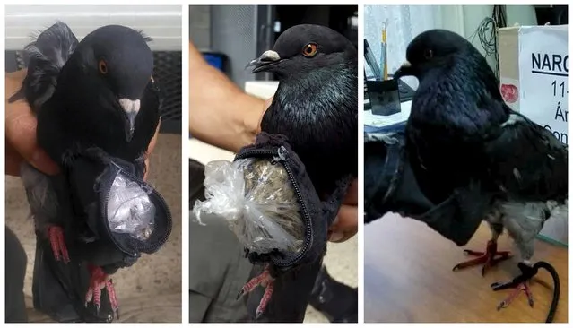 A guard of the La Reforma Penitentiary holds a pigeon with a little bag filled with drugs attached to its chest in San Rafael de Alejuela, on the outskirts of San Jose, Costa Rica, August 11, 2015. Guards captured the bird in one of the patios of the prison and found 14 grams of cocaine and 14 grams of marijuana in the little bag, according to a press release from the Ministry of Justice and Peace. (Photo by Reuters/Costa Rica Ministry of Justice and Peace)