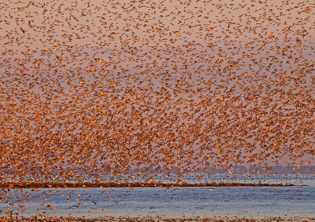 Tens of thousands of birds flock together at Snettisham Nature Reserve, Norfolk in the first decade of October 2024, to avoid becoming a peregrine’s breakfast. (Photo by Lester Bunyan/Solent News)