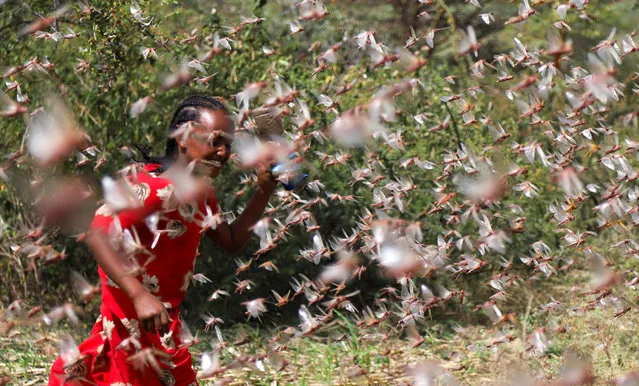 An Ethiopian girl attempts to fend off desert locusts as they fly in a farm on the outskirt of Jijiga in Somali region, Ethiopia on January 12, 2020. (Photo by Giulia Paravicini/Reuters)